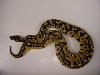 new pastel (caesar)